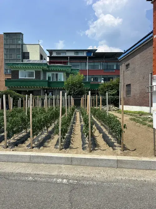 지지대만 세워둔 텃밭 경계 설치 전
